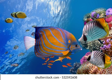 Wonderful And Beautiful Underwater World With Corals And Tropical Fish, Red Sea