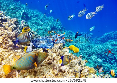 Wonderful and beautiful underwater world with corals and tropical fish.