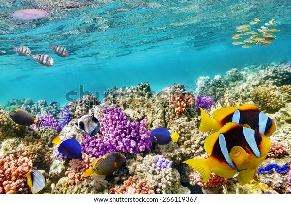 サンゴと熱帯魚を持つ 素晴らしく美しい水中世界 の写真素材 今すぐ編集