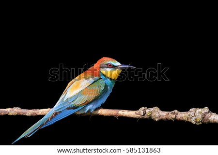 Similar – Image, Stock Photo ortrait of a colorful bird