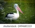 wonderful bird Pelicans, this bird with the latin name Pelecanus conspicillatuas has a pouched beak, and that is its characteristic, among other birds, pelicans have the longest beaks good 