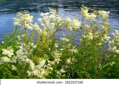 Wonderful blooming white Filipendula ulmaria or meadowsweet blooms on the river bank. Meadowsweet has been used for colds, respiratory problems, acid indigestion, peptic ulcers, arthritis and other