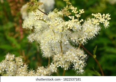 Wonderful blooming white Filipendula ulmaria or meadowsweet blooms on the river bank. Meadowsweet has been used for colds, respiratory problems, acid indigestion, peptic ulcers, arthritis and other