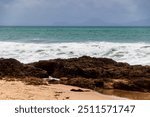 Wonderful blue sea with its rocks emerging from the sand at Langs Beach. January 20, 2024, New Zealand, Northland, Whangarei, Bream Bay, Langs Beach.