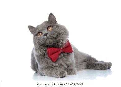 wonderful british longhair cat with red bow tie lying down and looking away with shiny eyes against white studio background