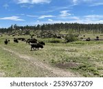 Wonderful Buffalo in South Dakota.