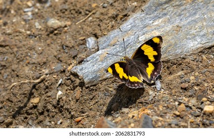 Wonderful Butterfly In Yellow Brown Tones, Euapatura Mirza