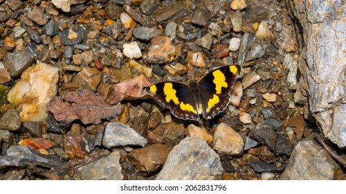 Wonderful Butterfly In Yellow Brown Tones, Euapatura Mirza