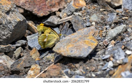 Wonderful Butterfly In Yellow Brown Tones, Euapatura Mirza