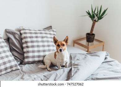 Wonderful calm Jack Russell Terrier sitting on cozy bed in morning time looking at camera.  - Shutterstock ID 747527062