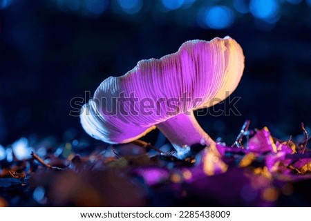 Wonderful colored wild toadstool in disco colors in a magical atmosphere on the forest floor