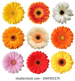Wonderful colorful Gerberas (Asteraceae) isolated on white background.