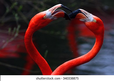 A Wonderful Couple Of Flamingo Making  Heart