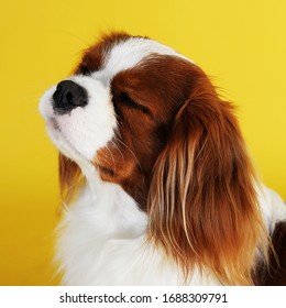 a wonderful cute dog on a yellow and gray background breed cavalier king Charles Spaniel smiles into the wind long ears fluffy and soft puppy