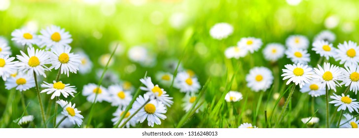 wonderful daisy on meadow