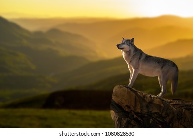 Wonderful detail in nature. The portrait of a large wolf up close. The big wolf stands on the rock and watches the environment. Beautiful sunset and yellow sky in the background. - Powered by Shutterstock