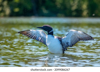 A wonderful display by this beautiful common loon's wings on a northern lake in the summer time.