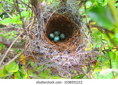 Download Mockingbird Eggs Images Stock Photos Vectors Shutterstock