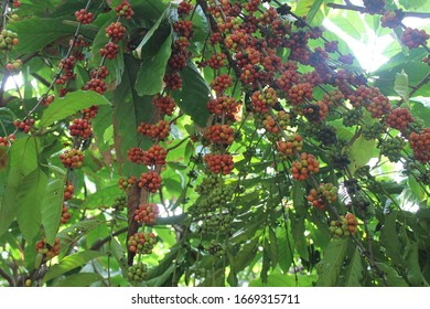 Wonderful Dominican Coffee, At The Ranch