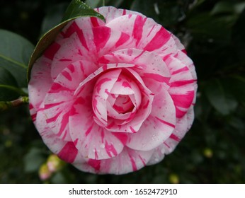 wonderful and elegant camellia in spring - Shutterstock ID 1652472910