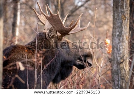 Wonderful elk with powerful branching horns in the forest among dense bushes close-up