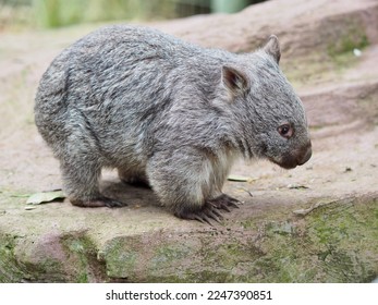 Wonderful engaging young Common Wombat with bright eyes and coarse fur.          - Shutterstock ID 2247390851