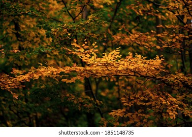 
Wunderbarer märchenhafter Herbsttag mit bunten Blättern und Wäldern