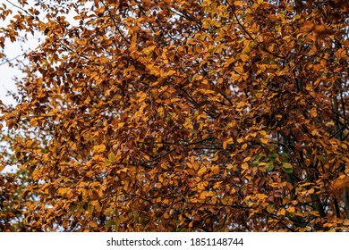 
Wunderbarer märchenhafter Herbsttag mit bunten Blättern und Wäldern