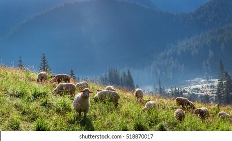 Wonderful flock of sheep grazing at dawn, Tatra Mountains - Powered by Shutterstock