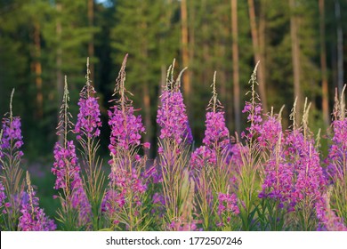 Wonderful flowering fireweed (Chamaenerion angustifolium) highlighted by the evening sun. A bunch of blossoming rosebay willowherbs.