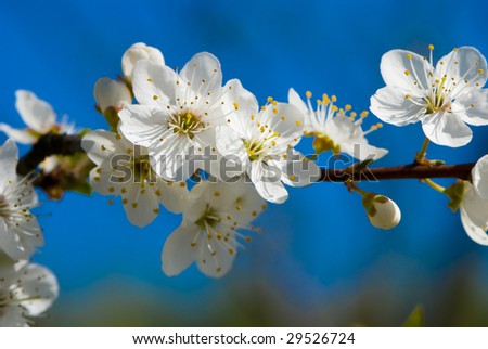 Similar – Blütenbirnenbaum mit weißen Blüten