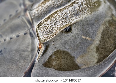 Wonderful Forepart Of The Horseshoe Crab With A Dark Eye. Environment Reflected In Its Wet Shell. Closeup Horizontal Photo.