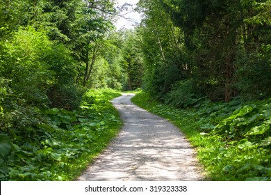 Wonderful Forest Bike Path