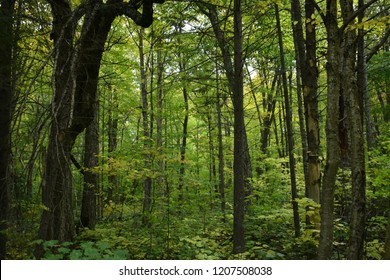 Wonderful Forest In Quebec, Canada