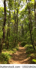 A Wonderful Forest Trail To Follow The White Rabbit.