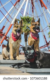 Wonderful German Shepherd and Cane Corso with glasses. Dogs have red bandanas on their necks. Funny dogs sitting near ferris wheel at Batumi city, Georgia.