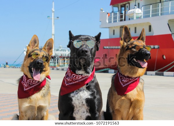 Wonderful German Shepherd Cane Corso Glasses Stock Photo