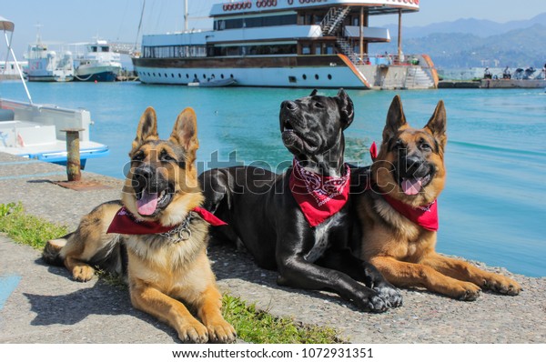 Wonderful German Shepherd Cane Corso Dogs Stock Photo Edit