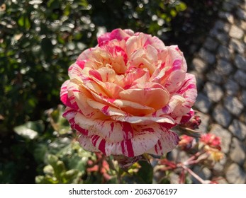 Wonderful Great Beautiful Rose In Black Forest Village