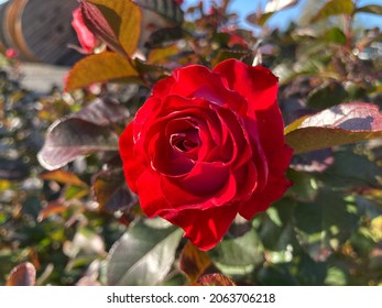 Wonderful Great Beautiful Rose In Black Forest Village