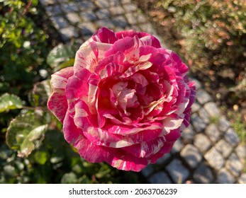 Wonderful Great Beautiful Rose In Black Forest Village