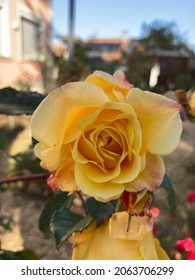 Wonderful Great Beautiful Rose In Black Forest Village