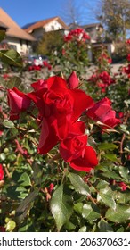 Wonderful Great Beautiful Rose In Black Forest Village