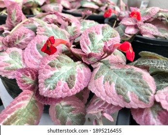 Episcia Images, Stock Photos & Vectors | Shutterstock