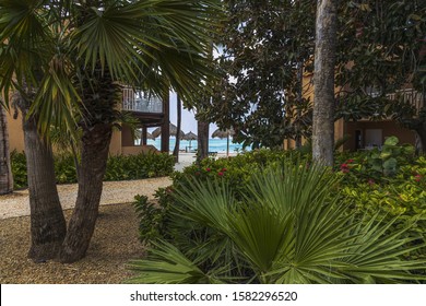 Wonderful green plants.  White sand beach , blue sun beds and umbrellas. Nature landscape of Aruba Island. Nice green background.  Oranjestad. Aruba. 09.15.2019