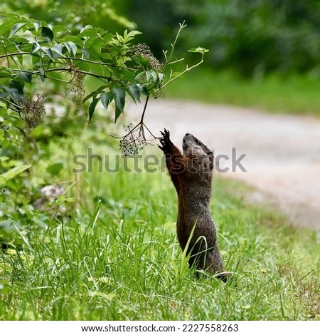 wonderful groundhog standing on its hind legs and reaching for a branch with berries on a tree with its front paws