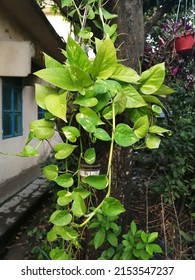 Wonderful Hanging Money Plant In Park