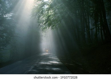 暗い森 の画像 写真素材 ベクター画像 Shutterstock