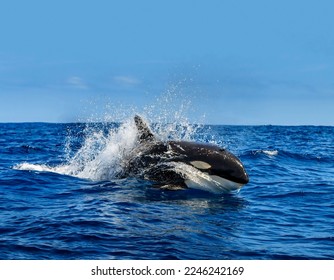 Una maravillosa ballena asesina saltó de las profundidades del mar y se desliza sobre la superficie del agua en un aerosol de cerca