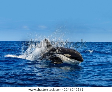 A wonderful killer whale jumped out of the depths of the sea and slides on the surface of the water in a spray close-up